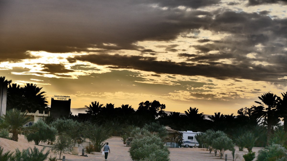 CATS N BIRDS N&nbsp;STORMS